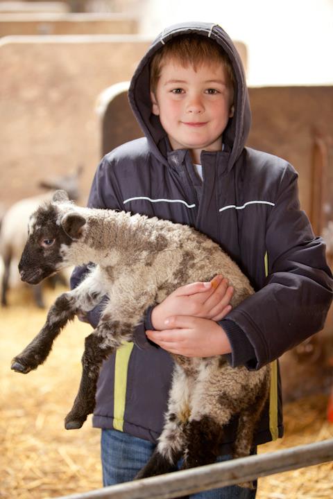 Lane Ends Pygmy Goats - lamb