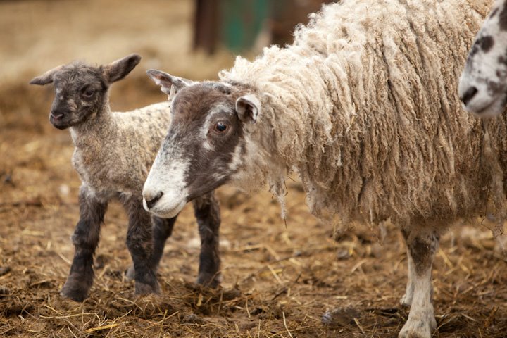 Lane Ends Pygmy Goats - sheep & lamb