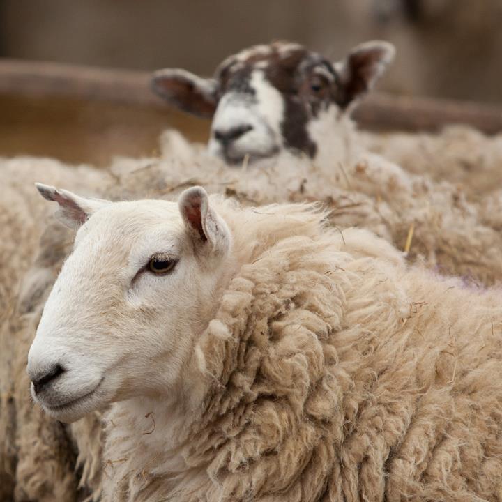 Lane Ends Pygmy Goats - sheep